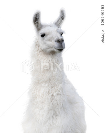 lama portrait isolated on white background lama portrait isolated on white background 106346565