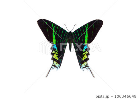 green banded urania butterfly (urania leilus) isolated on a white background green banded urania butterfly (urania leilus) isolated on a white background 106346649