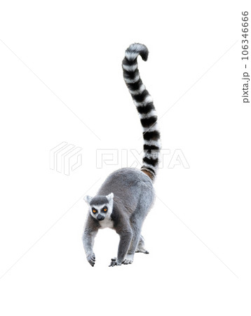 lemur isolated on white background 106346666