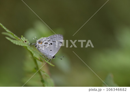 蝶 チョウ 蝴蝶 106346682