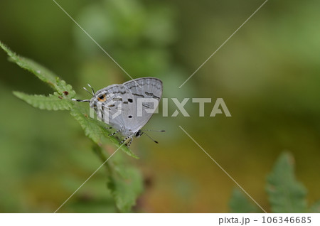 蝶 チョウ 蝴蝶 106346685
