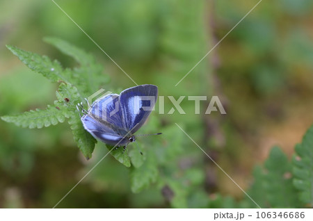 蝶 チョウ 蝴蝶 106346686