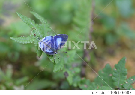 蝶 チョウ 蝴蝶 106346688