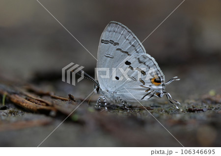 蝶 チョウ 蝴蝶 106346695