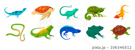 Cartoon reptiles. Exotic wild and domestic animals, crocodile iguana turtle alligator gecko snake frog salamander. Vector isolated set Cartoon reptiles. Exotic wild and domestic animals, crocodile iguana turtle alligator gecko snake frog salamander. Vector isolated set 106346812