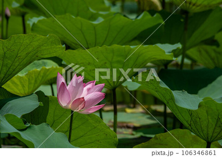 池 溜池 池底 106346861
