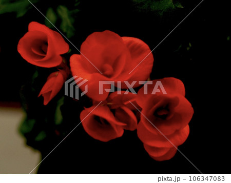 暗闇を背景にした赤いベゴニア 106347083