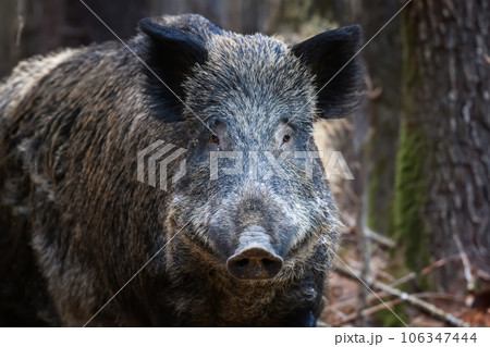 Male Wild boar in autumn forest. Wildlife scene from nature Male Wild boar in autumn forest. Wildlife scene from nature 106347444
