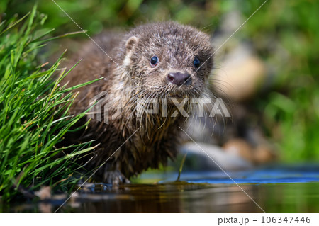 Lutra in nature habitat. Portrait of water predator. Animal from the river 106347446
