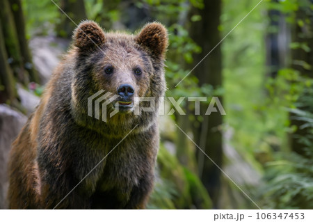 Wild Brown Bear (Ursus Arctos) in the forest. Animal in natural habitat. Wildlife scene Wild Brown Bear (Ursus Arctos) in the forest. Animal in natural habitat. Wildlife scene 106347453