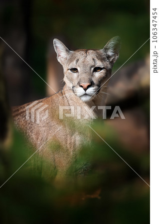 Cougar, mountain lion, puma on dark background Cougar, mountain lion, puma on dark background 106347454