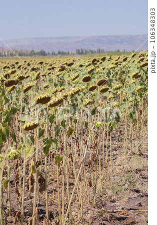 Sunflower harvest dies in a field without rain . concept of global warming and drought. without water. Sunflower harvest dies in a field without rain . concept of global warming and drought. without water. 106348303