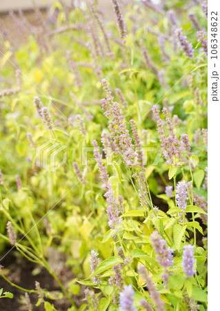 カワミドリ、agastache、rugosa、紫、むらさき、パープル、紫の花、小さい花、花、植物、緑 カワミドリ、agastache、rugosa、紫、むらさき、パープル、紫の花、小さい花、花、植物、緑 106348622