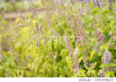 カワミドリ、agastache、rugosa、紫、むらさき、パープル、紫の花、小さい花、花、植物、緑 カワミドリ、agastache、rugosa、紫、むらさき、パープル、紫の花、小さい花、花、植物、緑 106348623