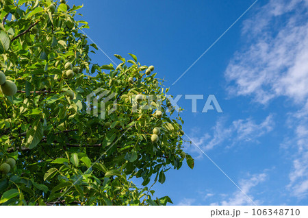 夏の青空と胡桃の木 夏の青空と胡桃の木 106348710