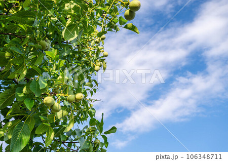 夏の青空と胡桃の木 106348711