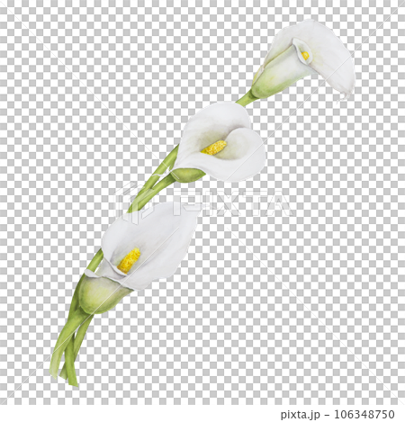 Watercolor clipart of white calla lily flowers. Hand drawn floral illustration for wedding invitations, floristic, beauty salon. Isolated composition of tropical water arum 106348750