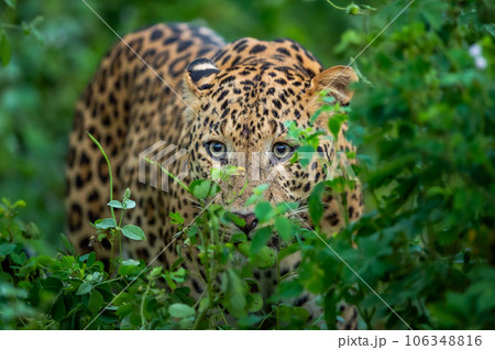 wild male leopard or panther or panthera pardus fusca face closeup in natural monsoon green season during outdoor jungle safari at forest of central india asia 106348816