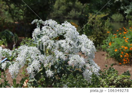 夏の庭に咲く緑に白い縁取りのある葉と白い小花を持つハツユキソウの花 106349278