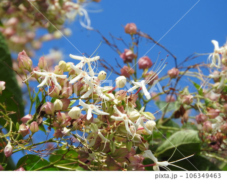 クサギの花 クサギの花 106349463