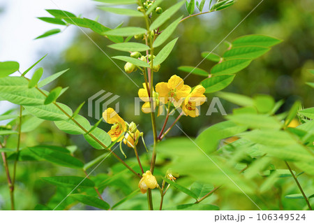 鮮やかな黄色の波布草の花 鮮やかな黄色の波布草の花 106349524