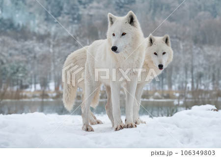two white polar wolf stands in the background of the forest two white polar wolf stands in the background of the forest 106349803