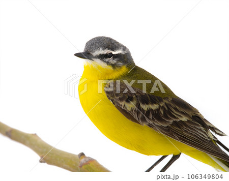 Western Yellow Wagtail isolated on white background Western Yellow Wagtail isolated on white background 106349804