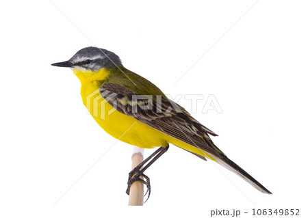 Western Yellow Wagtail isolated on white background Western Yellow Wagtail isolated on white background 106349852