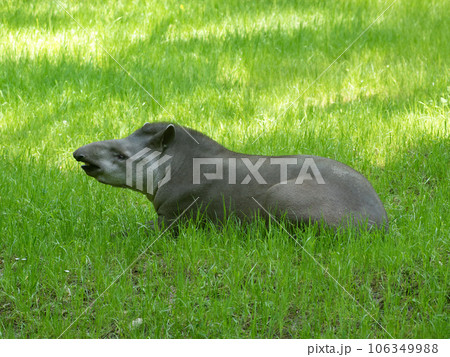 tapir in the shade resting in the pasture tapir in the shade resting in the pasture 106349988