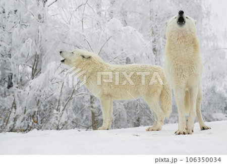 two white polar howling wolves against the backdrop of a winter forest 106350034