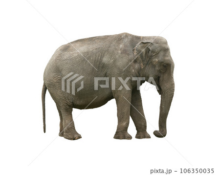 indian elephant (elephas maximus) isolated on white background 106350035