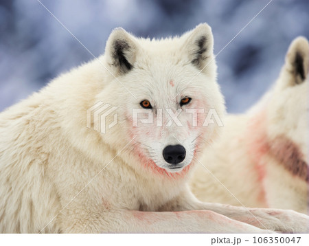 Polar white wolf after eating on a gray background 106350047