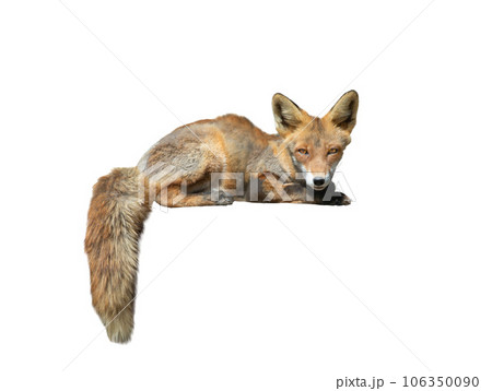 fox isolated on white background 106350090