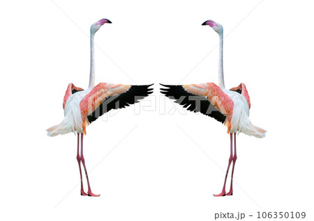 two pink flamingo with outstretched wingsの写真素材