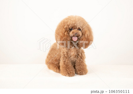 微笑むトイプードルのチロル 106350111