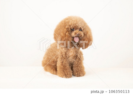 微笑むトイプードルのチロル 106350113