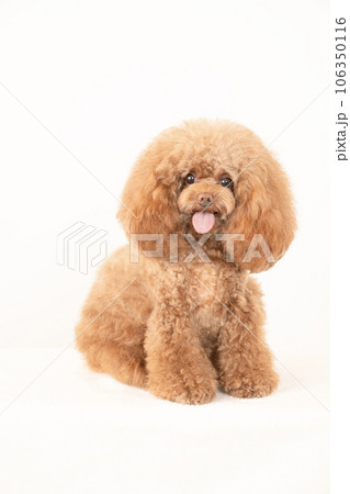 微笑むトイプードルのチロル 微笑むトイプードルのチロル 106350116