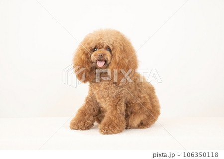 微笑むトイプードルのチロル 106350118