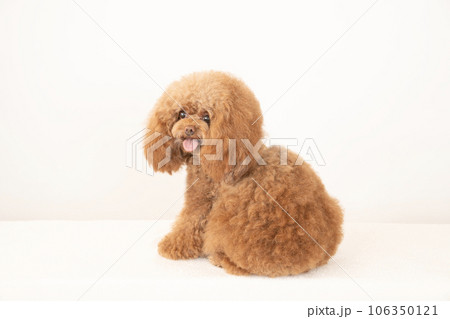 振り向いて微笑むトイプードルのチロル 106350121