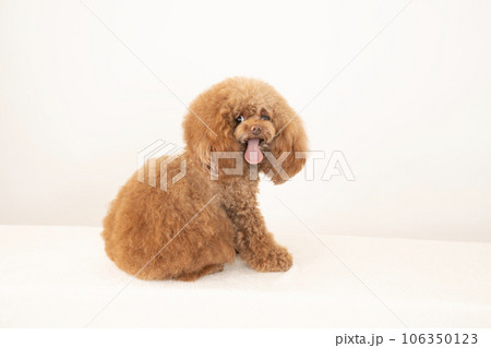 微笑むトイプードルのチロル 106350123