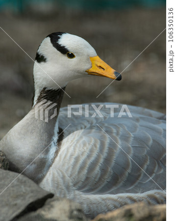 portrait of gray goose (Eulabeia indica) natural setting 106350136