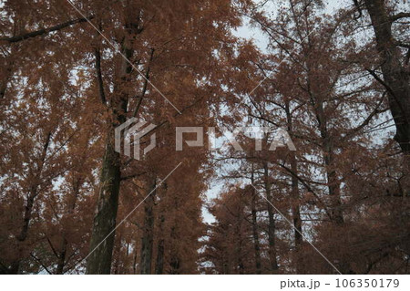 紅葉したメタセコイア 紅葉したメタセコイア 106350179