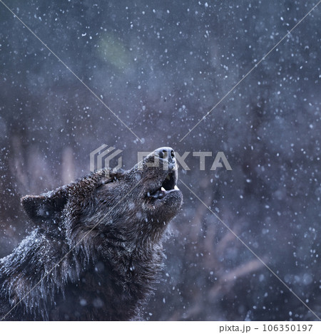 Howling canadian wolf in winter against the background of snowing. 106350197