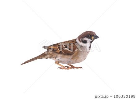 sparrow isolated on white background 106350199