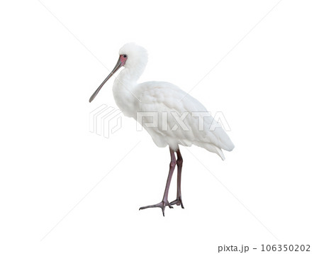 common spoonbill isolated on white background common spoonbill isolated on white background 106350202