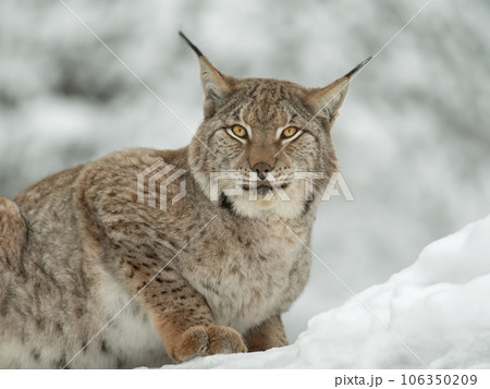 Carpathian lynx sitting on the snow Carpathian lynx sitting on the snow 106350209