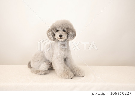お座りして笑うトイプードルのアムル お座りして笑うトイプードルのアムル 106350227