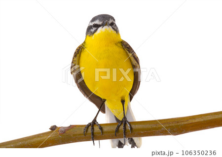 Western Yellow Wagtail isolated on white background 106350236