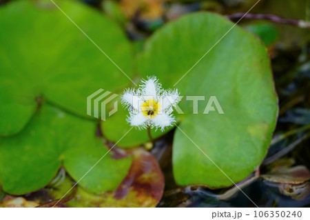 水辺にひっそり咲く白いガガブタの花 106350240