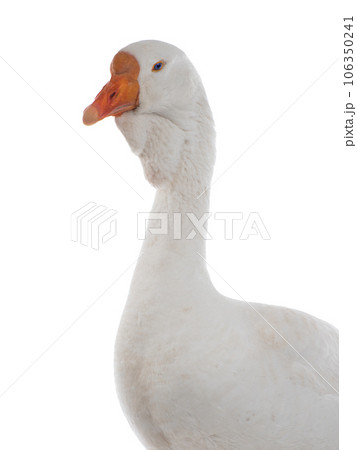 portrait white goose isolated on white background 106350241